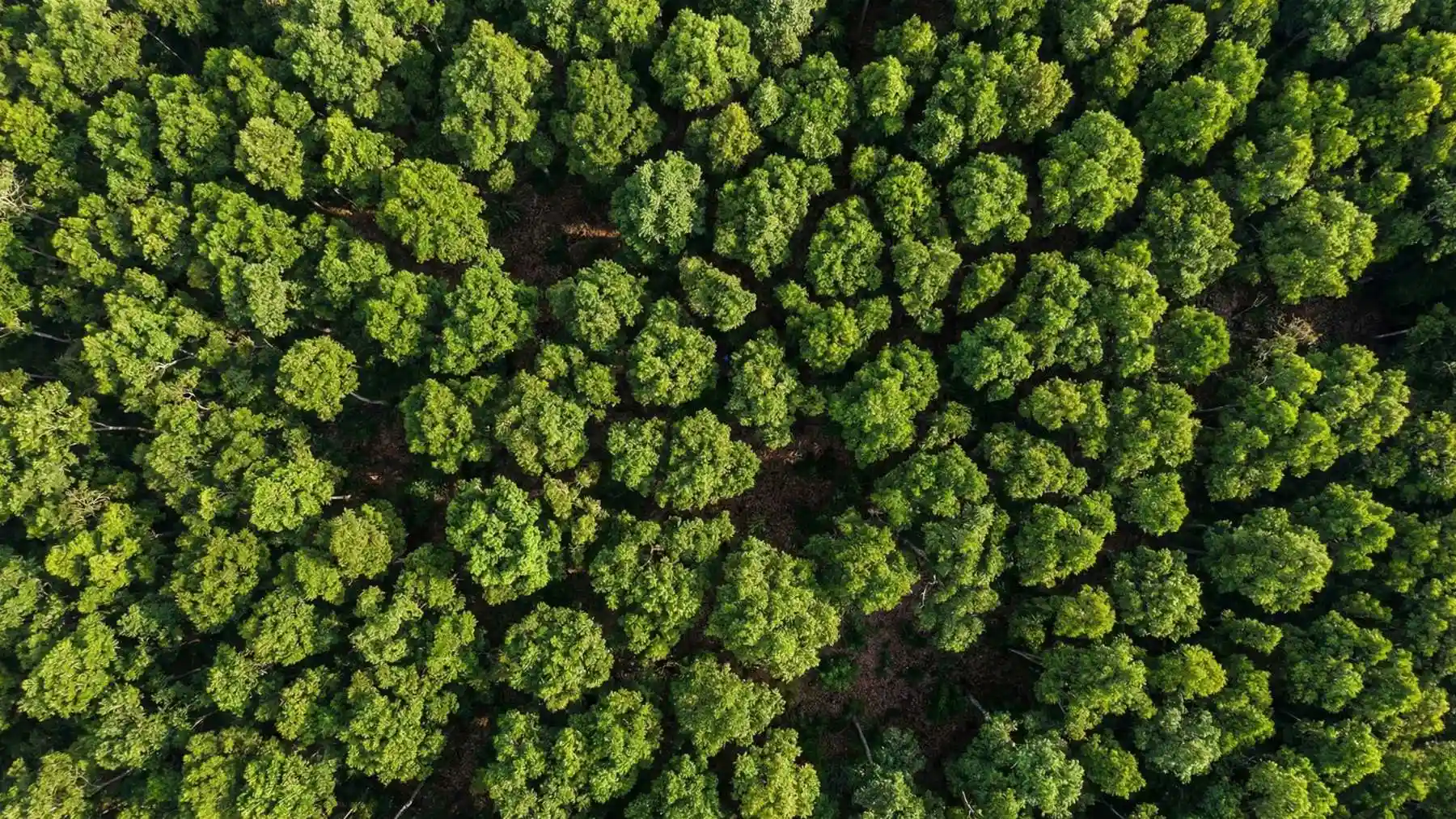 Nature’s Jigsaw Puzzle: The Silent Mystery of “Crown Shyness”