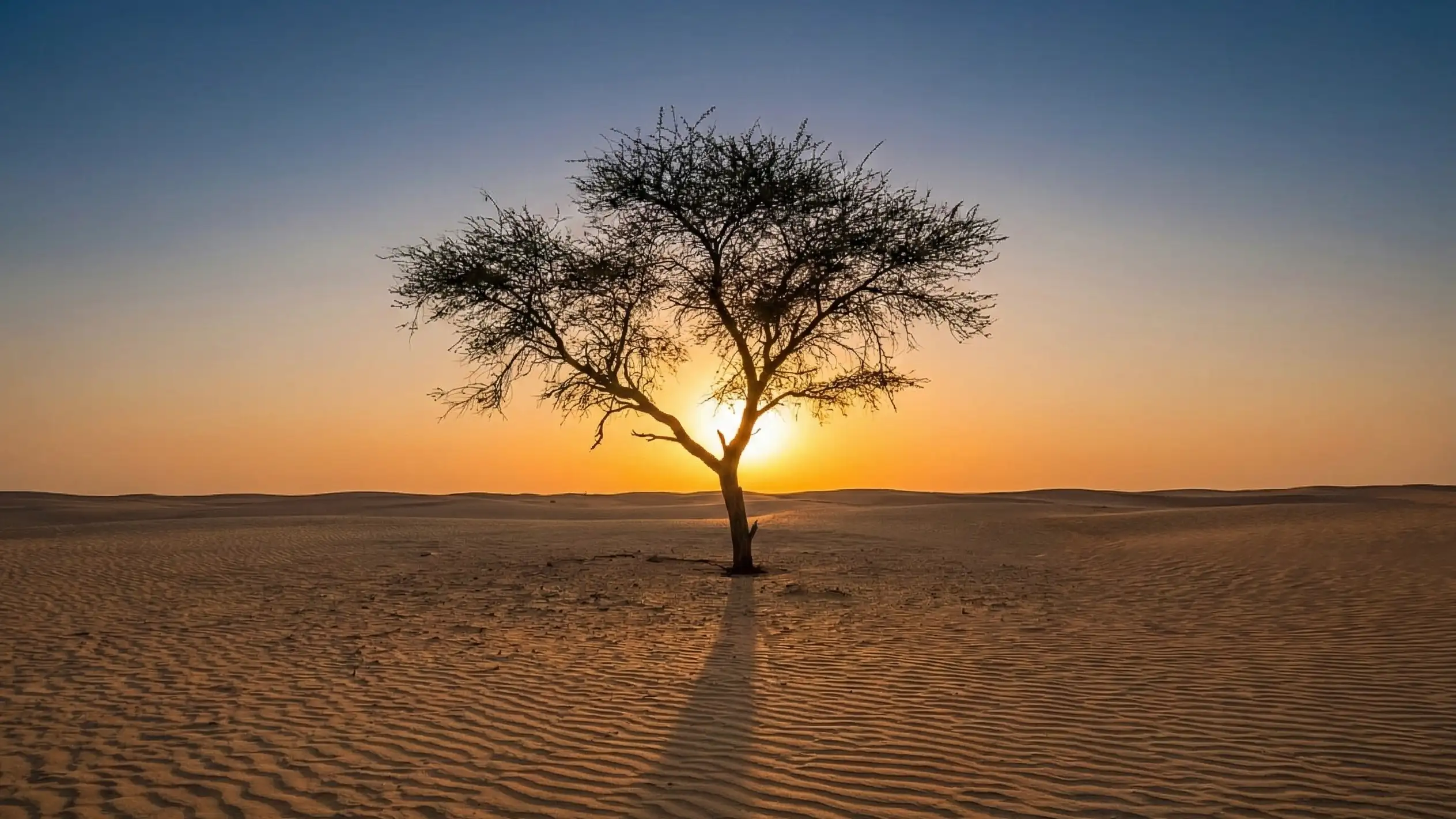 How to Crash Into the Only Tree in the Entire Sahara Desert